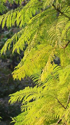 強輝新品木紋系列 | 用自然“森”呼吸，演繹生活的原生態之美(圖4)